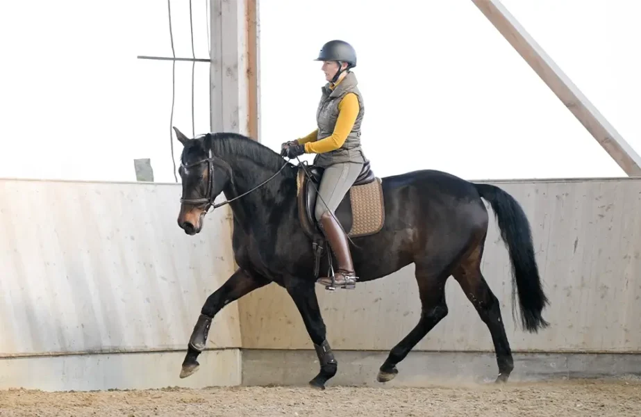 Daniela-Wais-Pferdegerecht-Reitunterricht-Pferdetraining-Pferdeausbildung-Beritt-klassische-Reitlehre-Neckartailfingen-Esslingen-Stuttgart-1