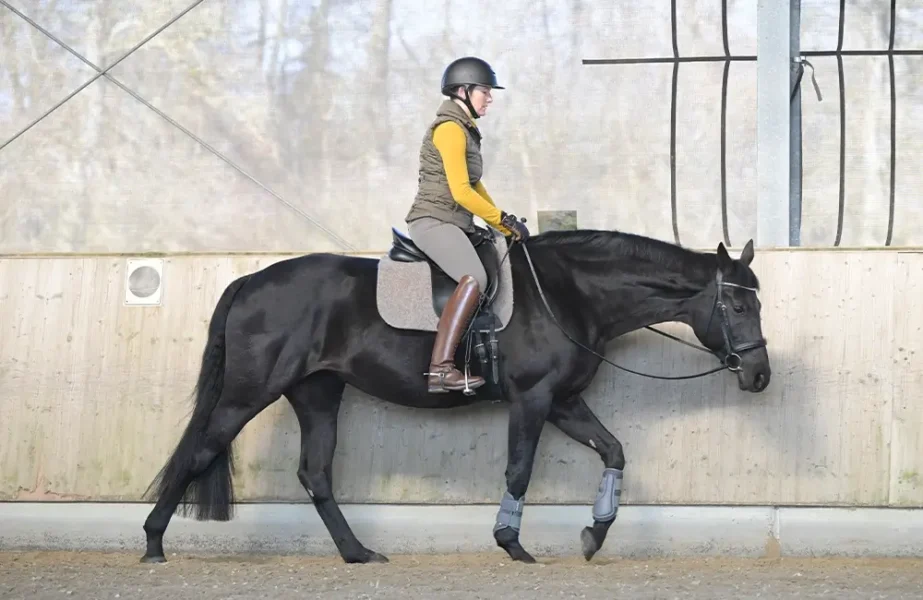 Daniela-Wais-Pferdegerecht-Reitunterricht-Pferdetraining-Pferdeausbildung-Beritt-klassische-Reitlehre-Neckartailfingen-Esslingen-Stuttgart-2
