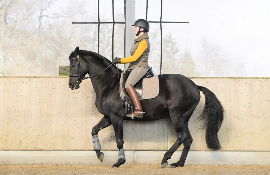 Daniela-Wais-Pferdegerecht-Reitunterricht-Pferdetraining-Pferdeausbildung-Beritt-klassische-Reitlehre-Neckartailfingen-Esslingen-Stuttgart-3