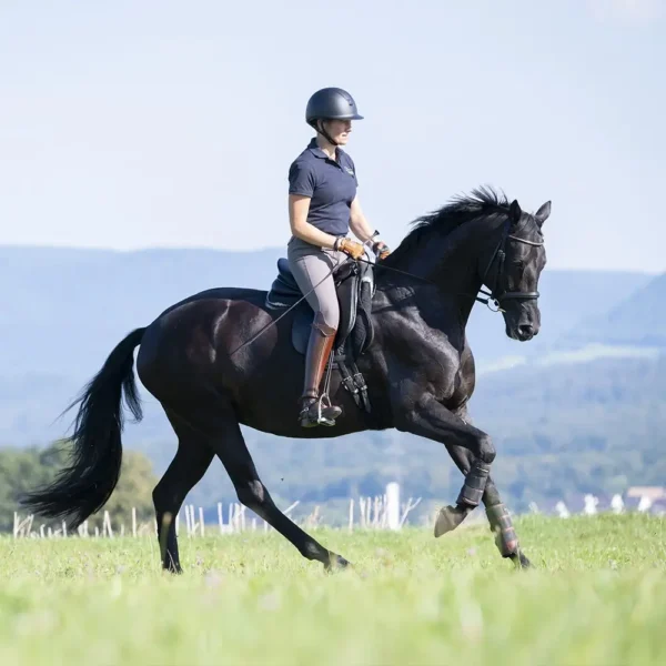 Daniela-Wais-Pferdegerecht-Reitunterricht-Pferdetraining-Pferdeausbildung-Beritt-klassische-Reitlehre-Neckartailfingen-Esslingen-Stuttgart