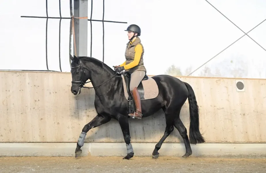 Daniela-Wais-Pferdegerecht-Reitunterricht-Pferdetraining-Pferdeausbildung-Beritt-klassische-Reitlehre-Neckartailfingen-Esslingen-Stuttgart-4