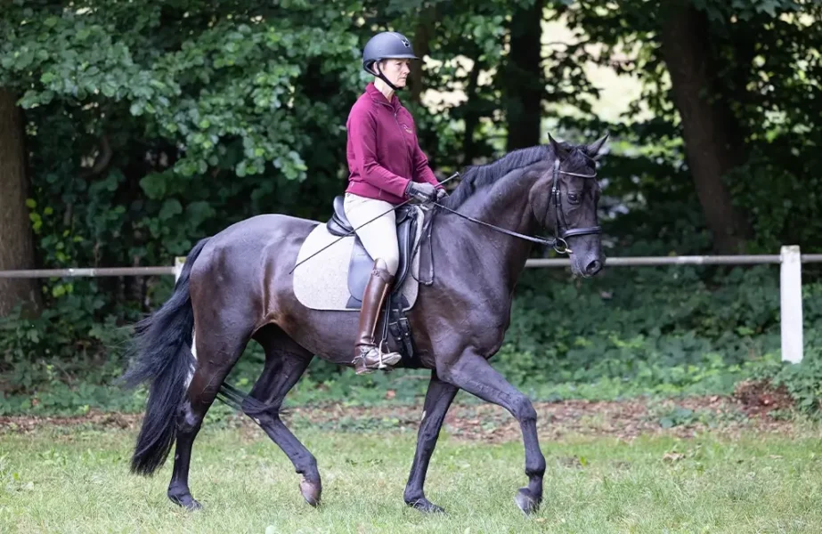 Daniela-Wais-Pferdegerecht-Reitunterricht-Pferdetraining-Pferdeausbildung-Beritt-klassische-Reitlehre-Neckartailfingen-Esslingen-Stuttgart