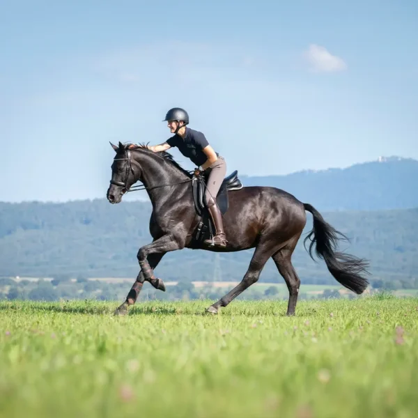 Daniela-Wais-Pferdegerecht-Reitunterricht-Pferdetraining-Pferdeausbildung-Beritt-klassische-Reitlehre-Neckartailfingen-Esslingen-Stuttgart-About-2