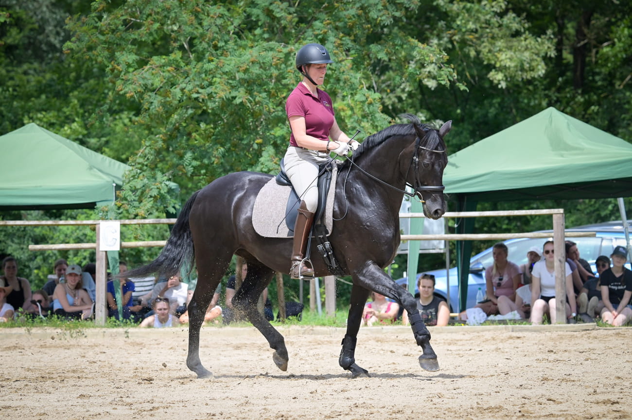 Daniela-Wais-Pferdegerecht-Reitunterricht-Pferdetraining-Pferdeausbildung-Beritt-klassische-Reitlehre-Neckartailfingen-Esslingen-Stuttgart