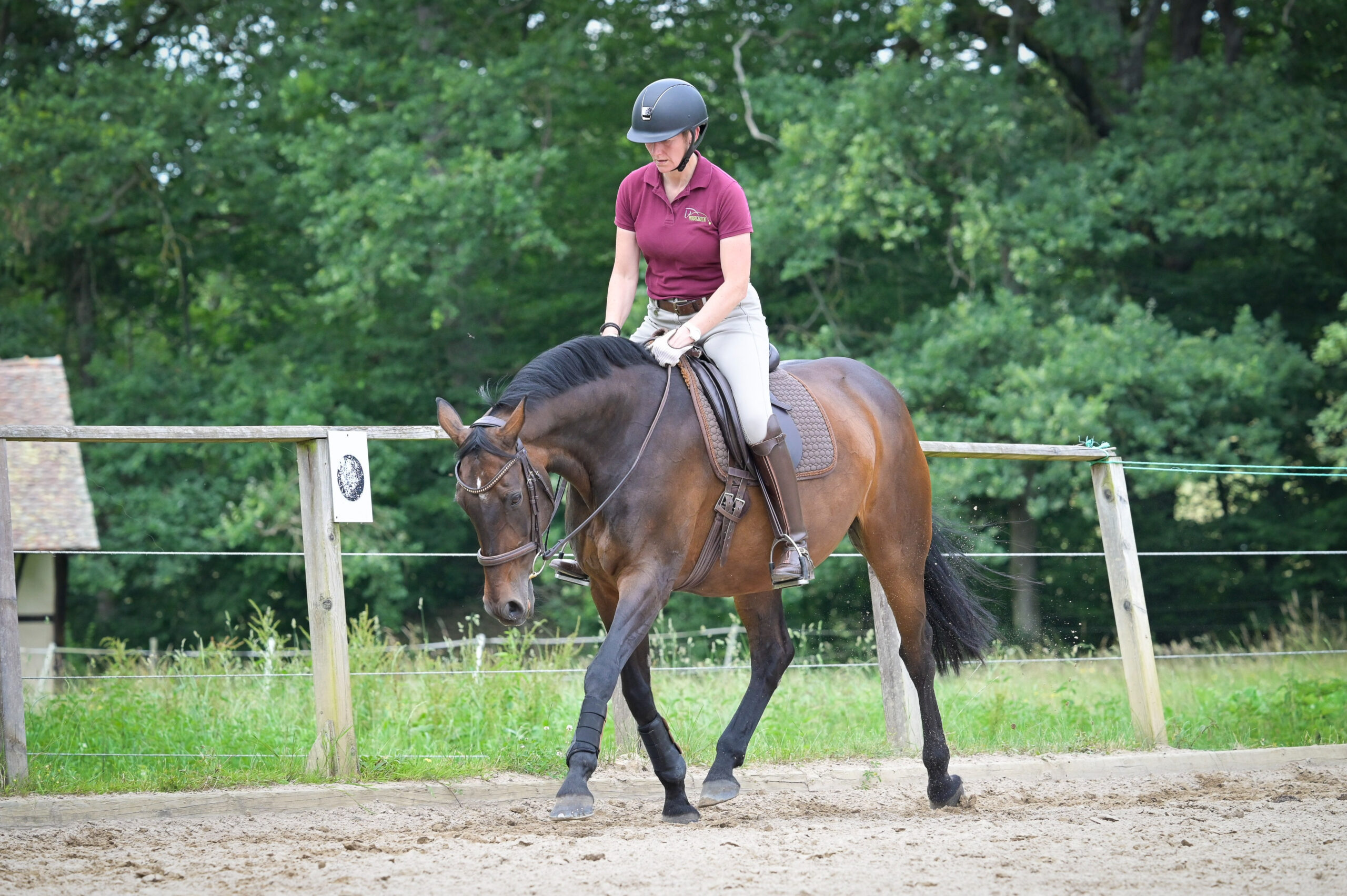 Daniela-Wais-Pferdegerecht-Reitunterricht-Pferdetraining-Pferdeausbildung-Beritt-klassische-Reitlehre-Neckartailfingen-Esslingen-Stuttgart